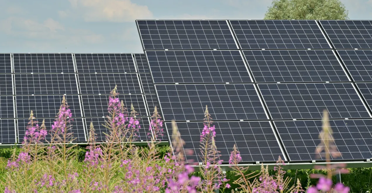 PV Anlage mit Blumen